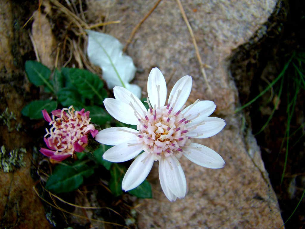 Gerbera gossypina - Kopara (click to enlarge)