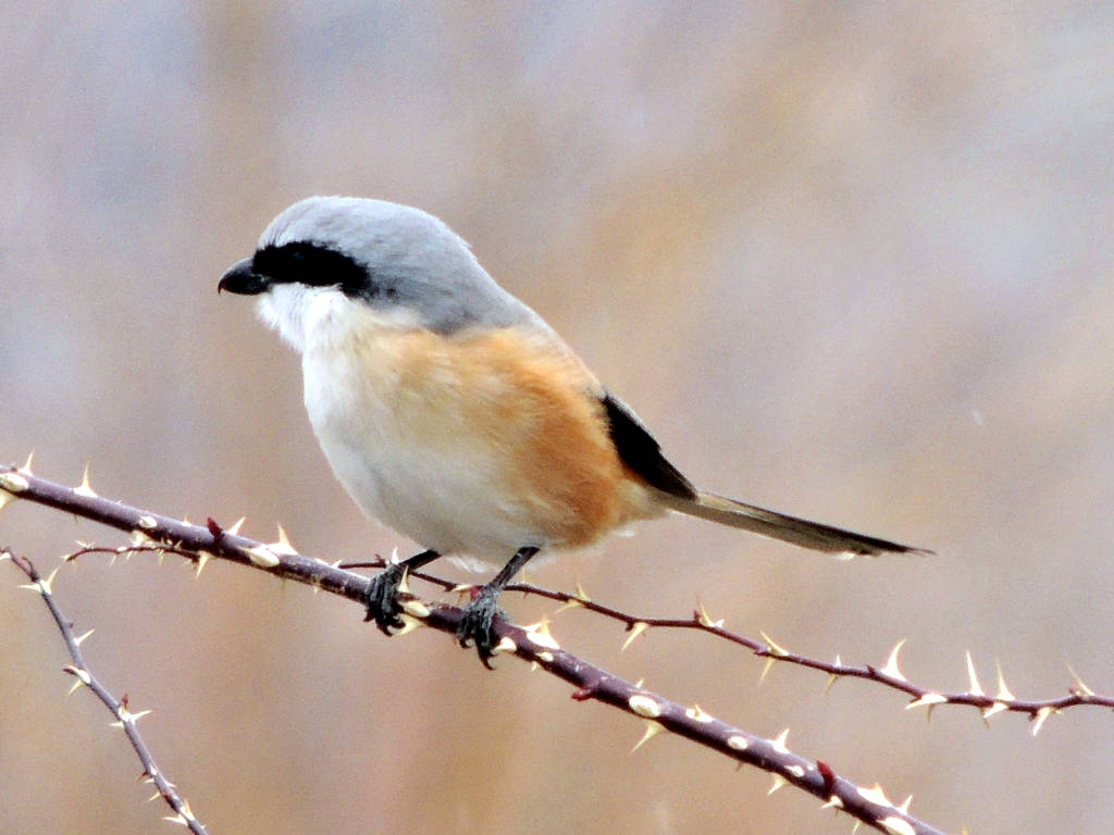 Lanius tephronotus - Grey backed shrike (click to enlarge)