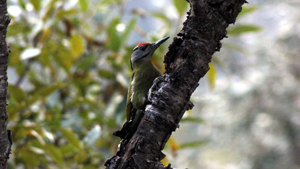 Picus canus - Grey-headed Woodpecker (click to enlarge)