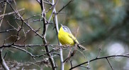 Grey-hooded warbler