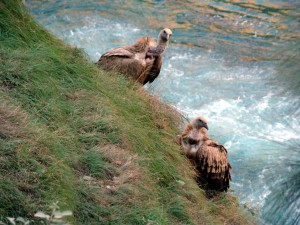 Gyps himalayensis - Griffon vulture (click to enlarge)