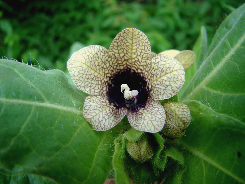 Henbane - Khursani ajwain (click to enlarge)