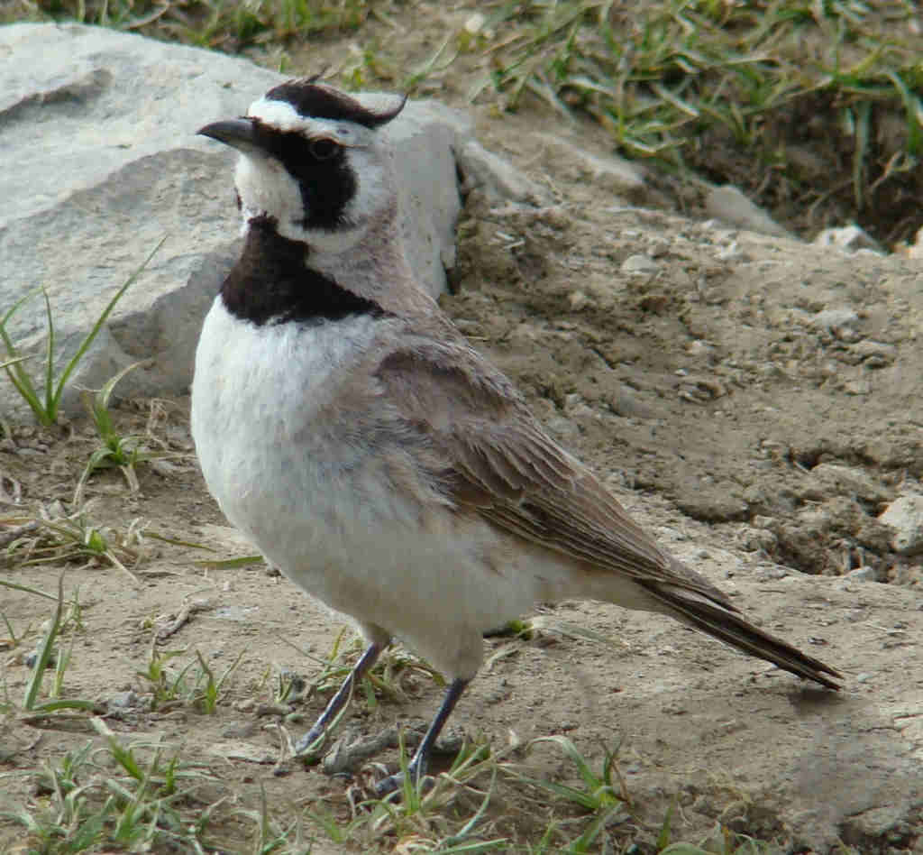 Eremophila alpestris - Horned lark male (click to enlarge)