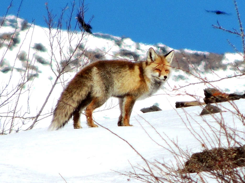 The official website of Great Himalayan National Park | A UNESCO World ...