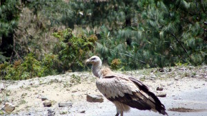 Himalayan Griffon Vulture (click to enlarge)