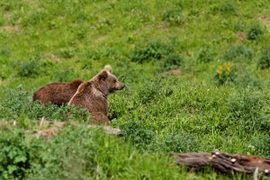 Ursus arctos  - Himalayan brown bear