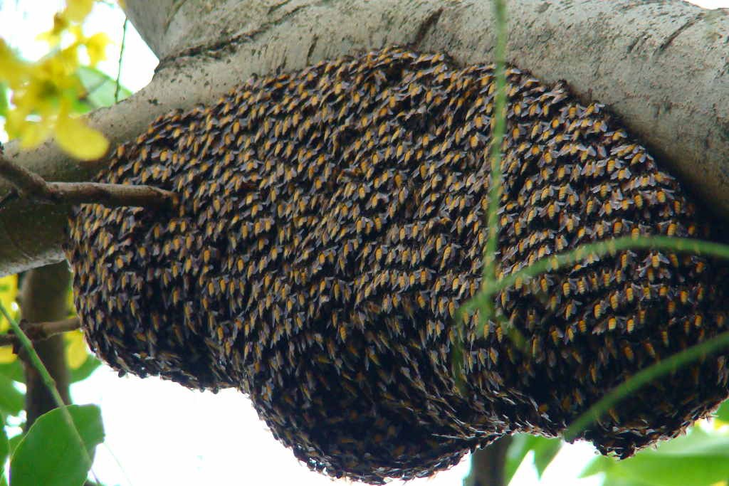 Honey comb (click to enlarge)