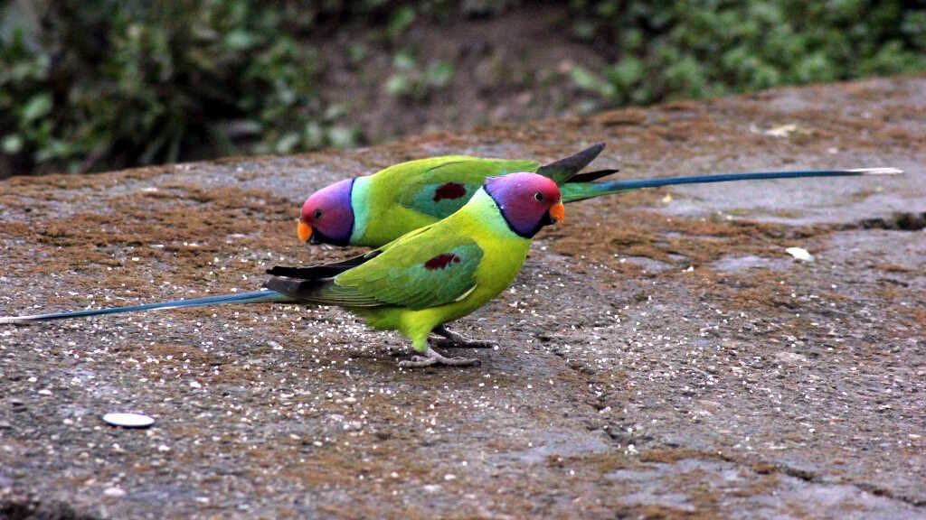 Pisttacula cyanocephala-Plum headed parakeet  (click to enlarge)