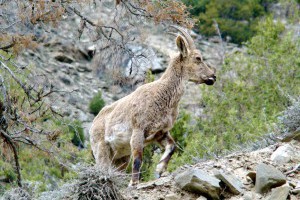 Capra sibirica - Himalayan Ibex, Female (Click to enlarge) 