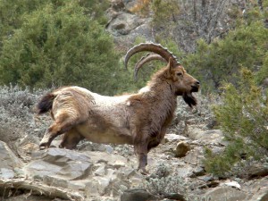 Himalayan Ibex, Male (Click to enlarge) 