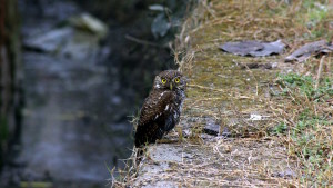 Jungle owlet(click to enlarge)