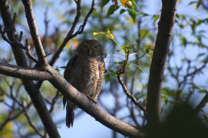 Glaucidium radiatum - Jungle owlet (click to enlarge)