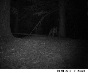 Leopard in GHNP (Click to enlarge) 