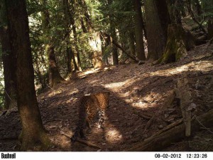 Panthera pardus - Common Leopard captured during day time in GHNP (Click to enlarge) 