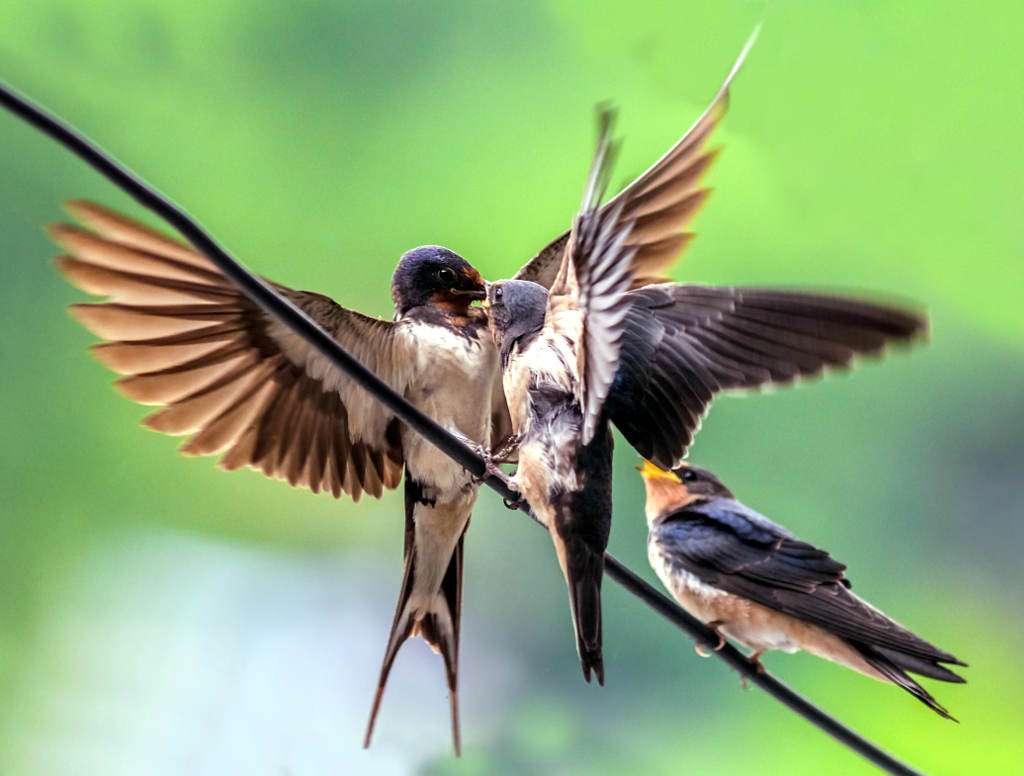Hirundo daurica - Swallow (click to enlarge)