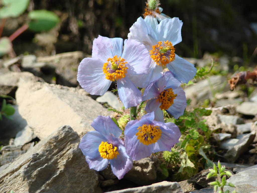 Meconopsis aculeata - Poppy ( Click to enlarge) 
