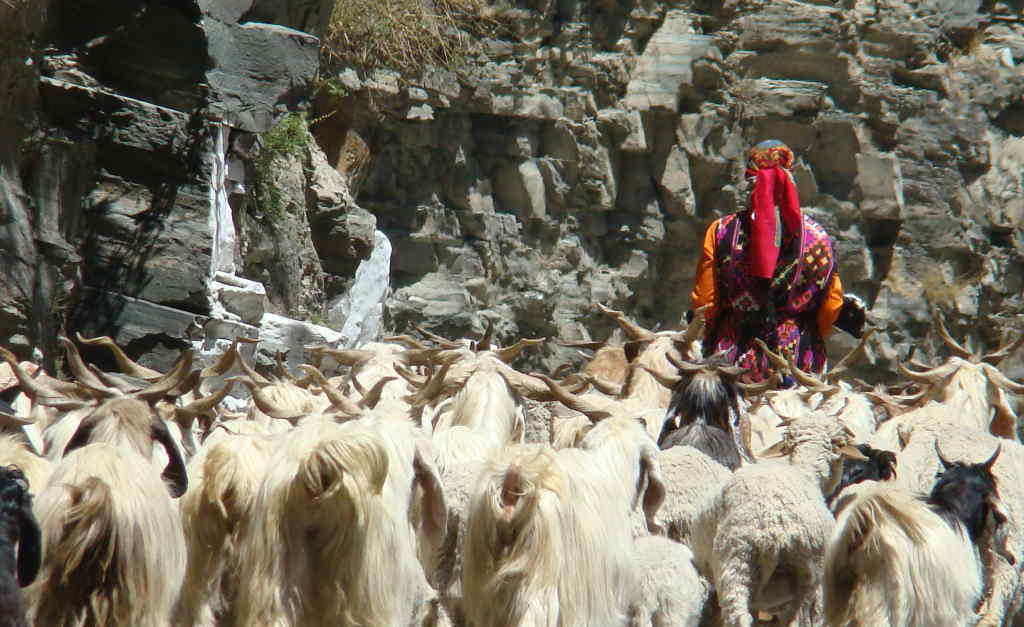 Traditional cattle rearing communities ( Click to enlarge) 