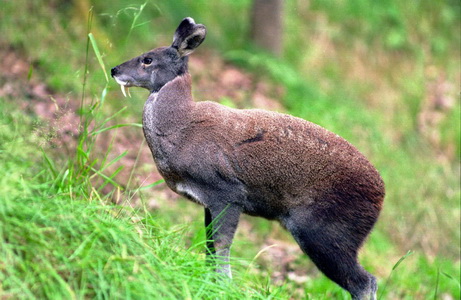 Moschus leucogaster - Himalayan Musk deer