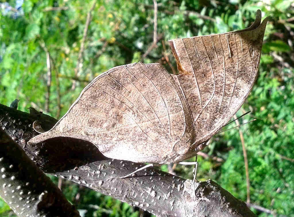 Kallima inachus - Orange oakleaf butterfly (click to enlarge)