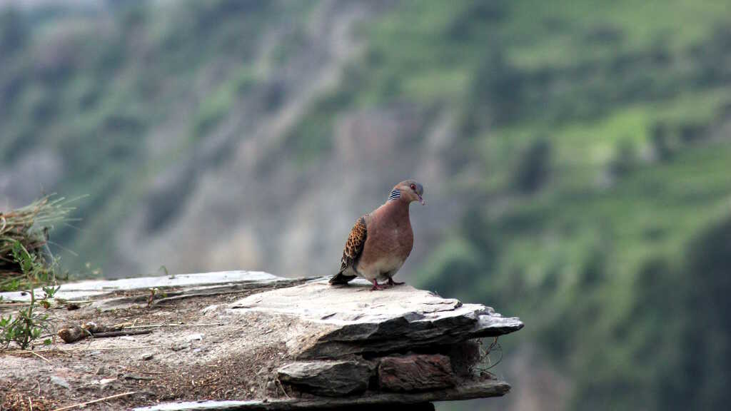 Streptopelia orientails - Oriental turtle dove (click to enlarge)