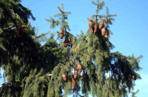 Picea smithiana - Rai (Click to enlarge)
