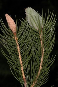 Picea smithiana - Rai, close up(Click to enlarge)