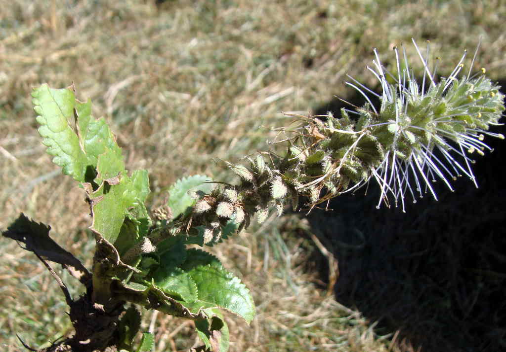 Picrorhiza kurrooa - Karoo ( Click to enlarge) 