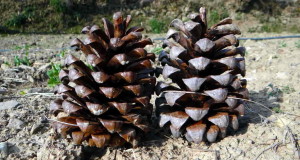 Pinus roxburghii - Chil (Click to enlarge)