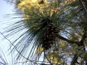 Pinus roxburghii -Chil, close up ( Click to enlarge)