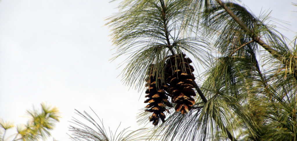 Pinus wallichaina - Kail (Click to enlarge)