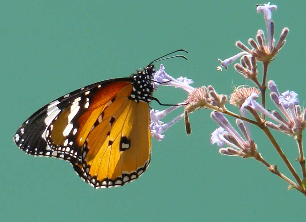 Danaus chrysippus - Plain tiger butterfly (click to enlarge)