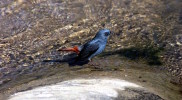 Plumbeous water Redstart