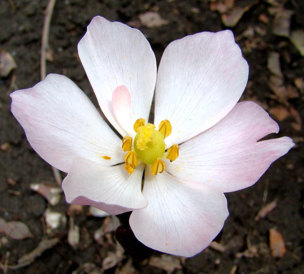 Podophyllum hexandrum - Vankakri (click to enlarge)