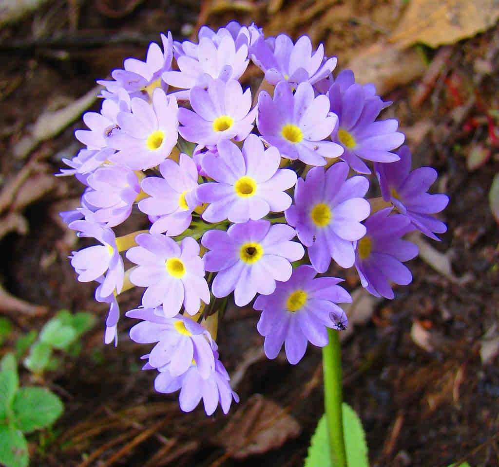 Primula denticulata - Jaibeez (click to enlarge)