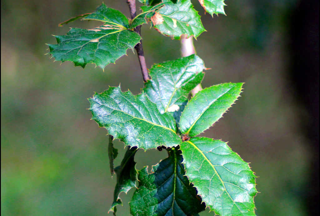 quercus dilatata (Mohru) - Click to enlarge