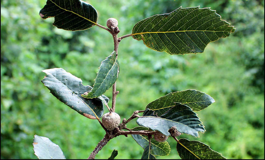 Quercus leucotrichophora - Kharsu   oak ( Click to enlarge) 