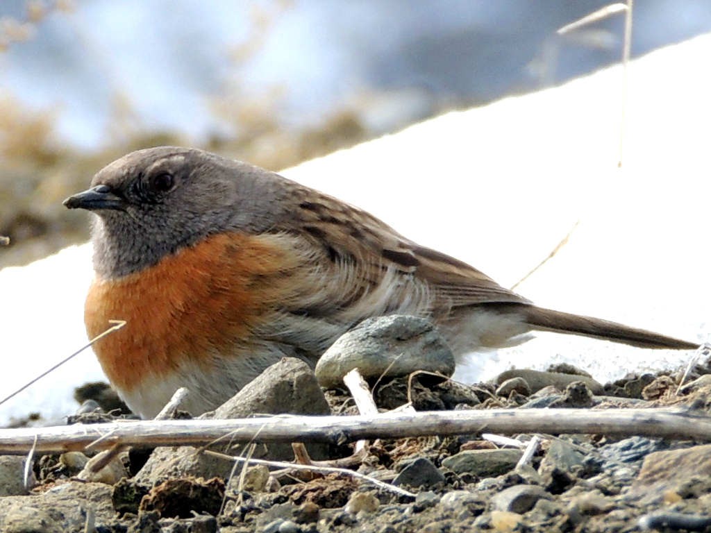 Prunella rubeculoides - Robin accentor (click to enlarge)