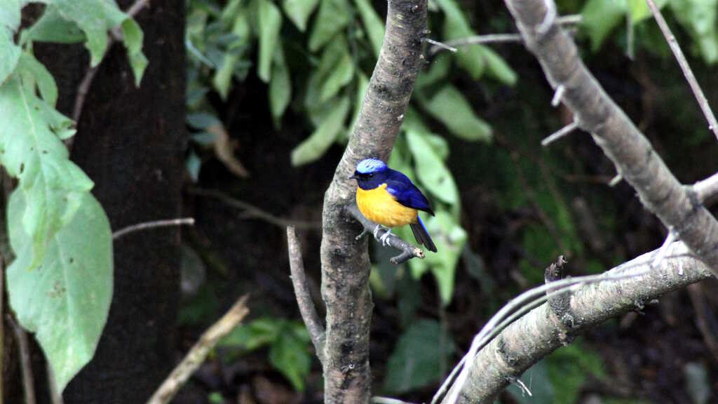 Niltava sundara - Rufous-bellied niltava   (click to enlarge)