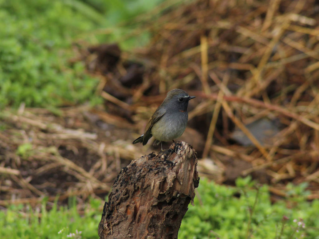 Ficedula strophiata-Rufous-gorgeted Flycatcher  (click to enlarge)