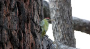 Picus squamatus – Scaly-bellied woodpecker