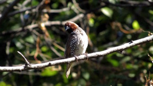 Lonchura punctulata - Scaly-breasted munia (click to enlarge)