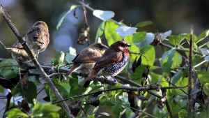 Scaly-breasted munia (click to enlarge)