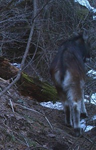 Himalayan serow (Click to enlarge) 