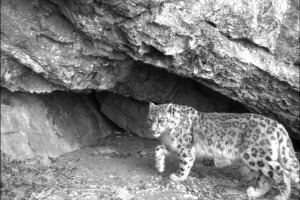 Snow leopard ( Click to the enlarge) 