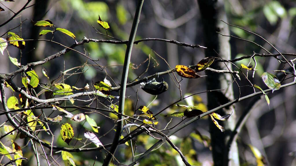 Speckled piculet (click to enlarge)