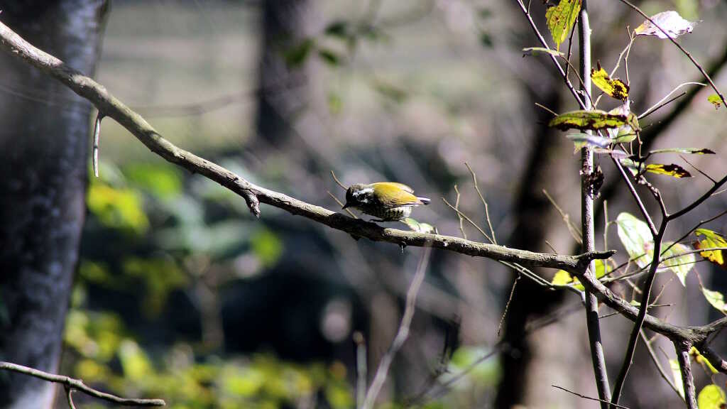 Picumnus innominatus - Speckled piculet (click to enlarge)