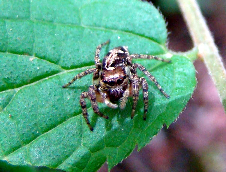 Plexippus - Jumping Spider (click to enlarge)