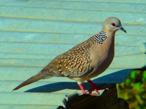 Streptopelia chinensis - Spotted Dove (click to enlarge)