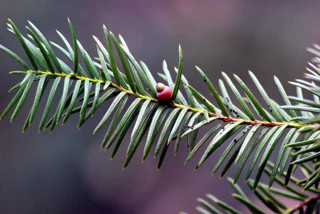 Taxus wallichiana - Rakhal (Click to enlarge)