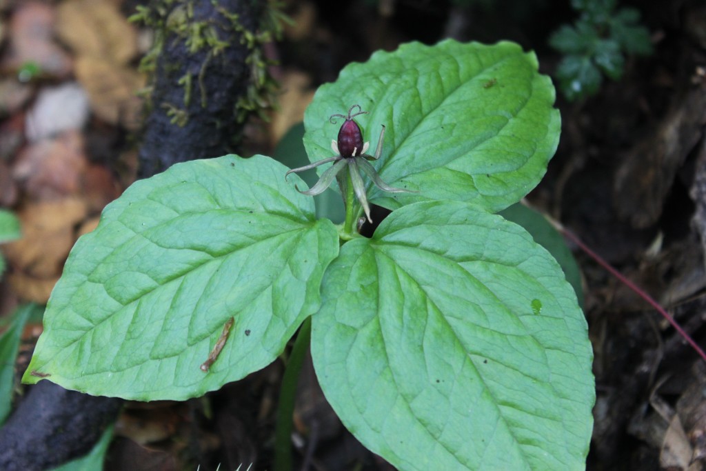 Trillidium govanianum - Nag Chhatri (click to enlarge)